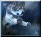 mystic wolf wild